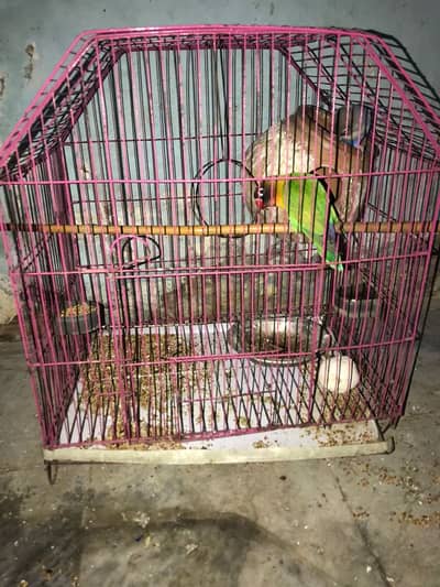 beautiful love bird with cage for sale. only serious buyers contact me.
