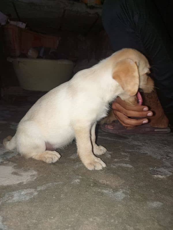 Labrador female puppy for sale 3