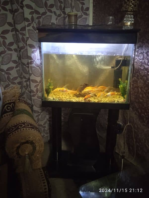 fish Aquarium 0