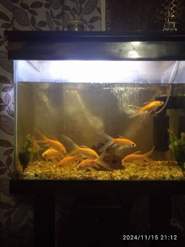 fish Aquarium 4