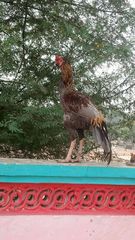 03120822958 polish chiks bluel bantam japnis firzzale bantam 11