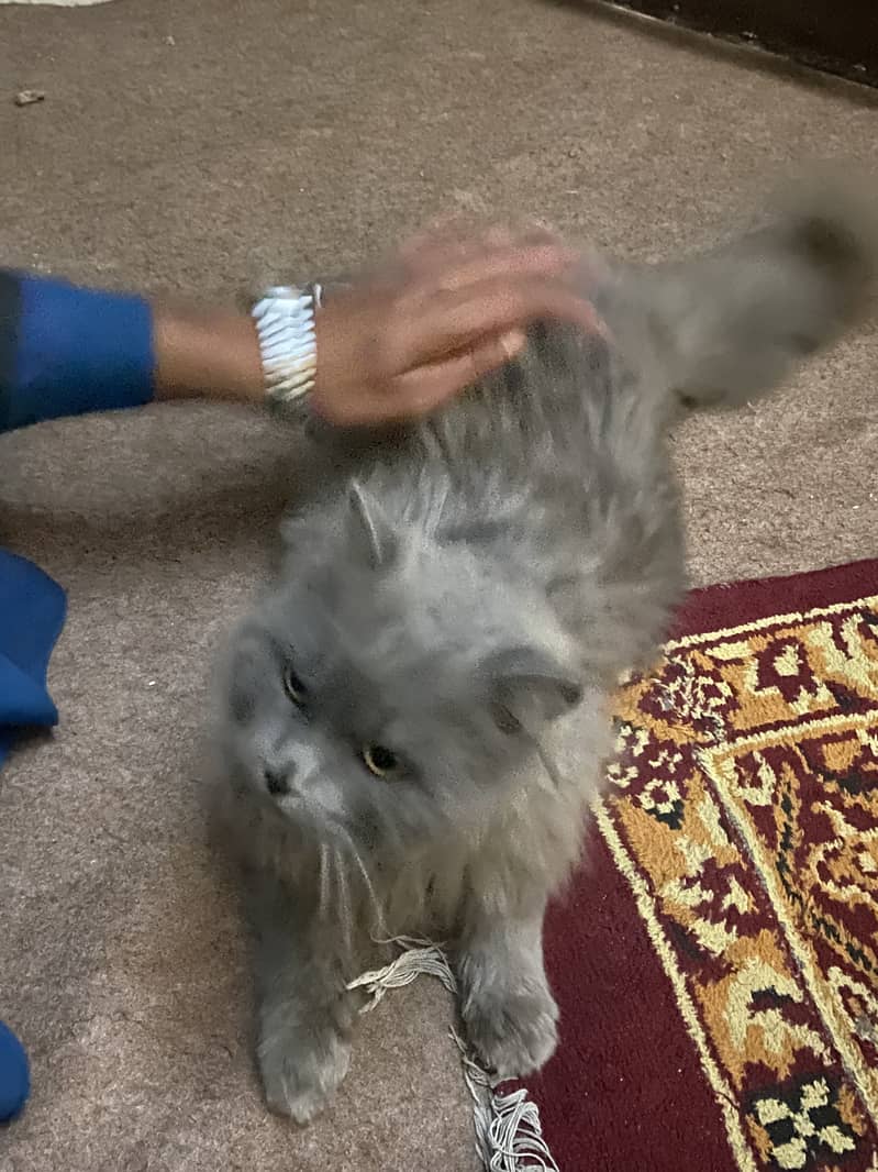 Persian Cat 0