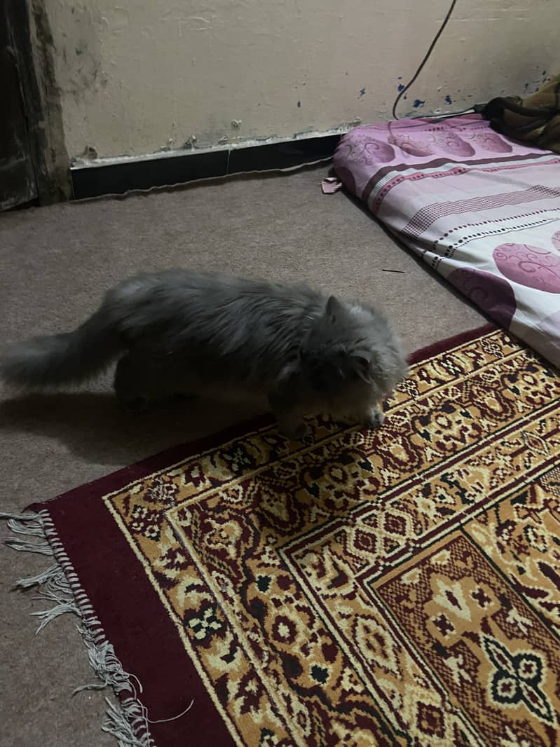 Persian Cat 2