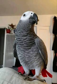 African grey parrot for sale WhatsApp number 03417057463