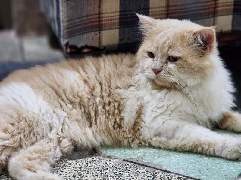 PERSIAN MALE AVAILABLE FOR STUD TRIPLE COATED 0