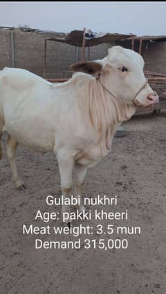 Gulabi aur nasli Qurbani 2025 ke janwar