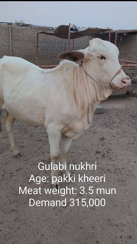 Gulabi aur nasli Qurbani 2025 ke janwar 0