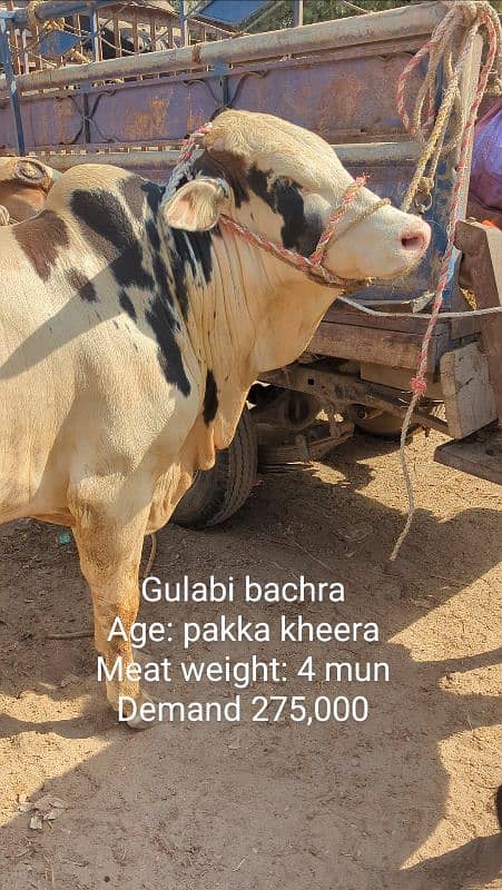 Gulabi aur nasli Qurbani 2025 ke janwar 1