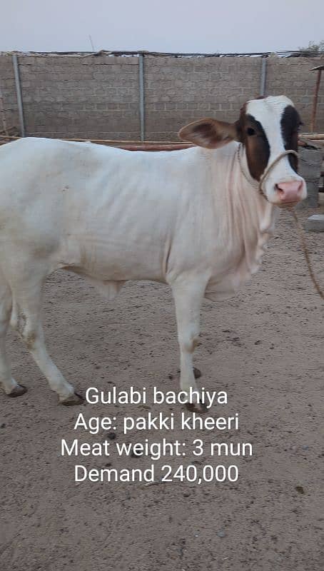 Gulabi aur nasli Qurbani 2025 ke janwar 3