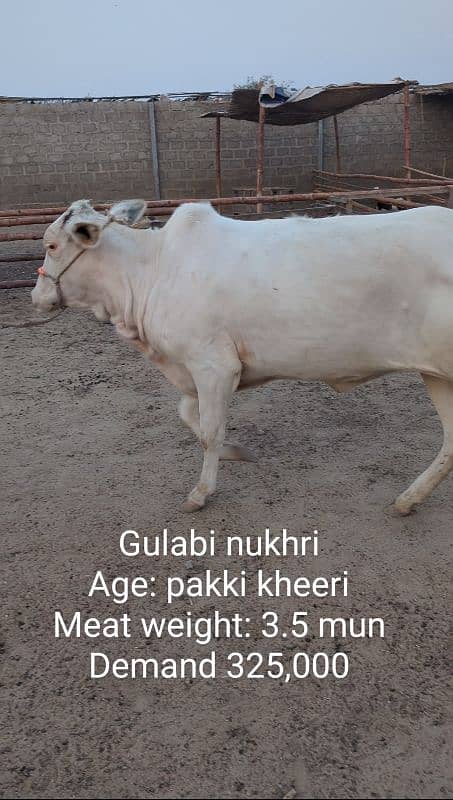 Gulabi aur nasli Qurbani 2025 ke janwar 4