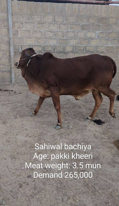 Gulabi aur nasli Qurbani 2025 ke janwar 5