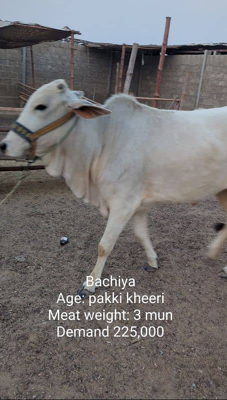 Gulabi aur nasli Qurbani 2025 ke janwar 7