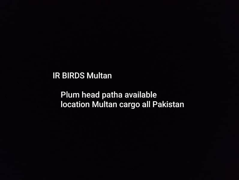 plum head patha available location Multan 1