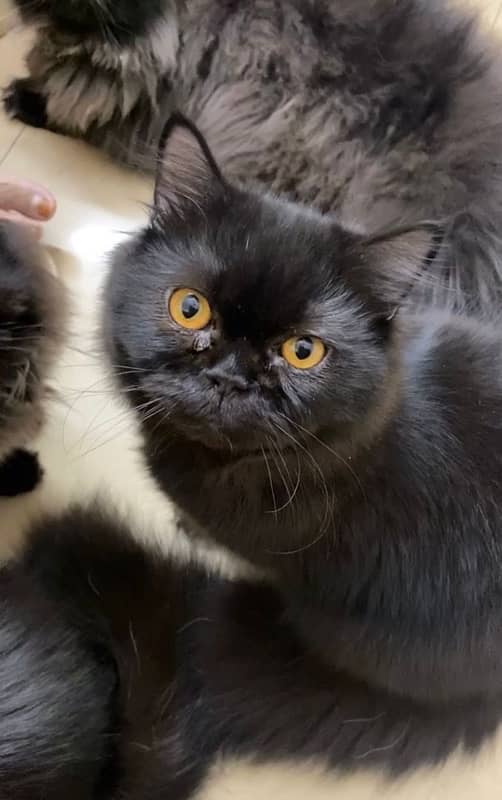 PERSIAN CATS PAIR -15k ONLYYYY!!! 2