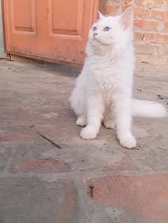 parsian Cat