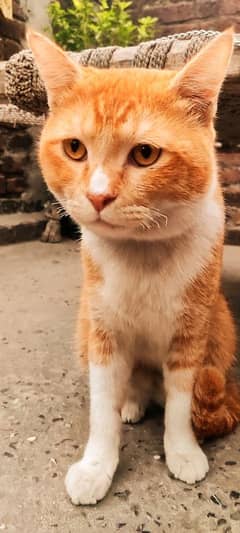 hand tame cat