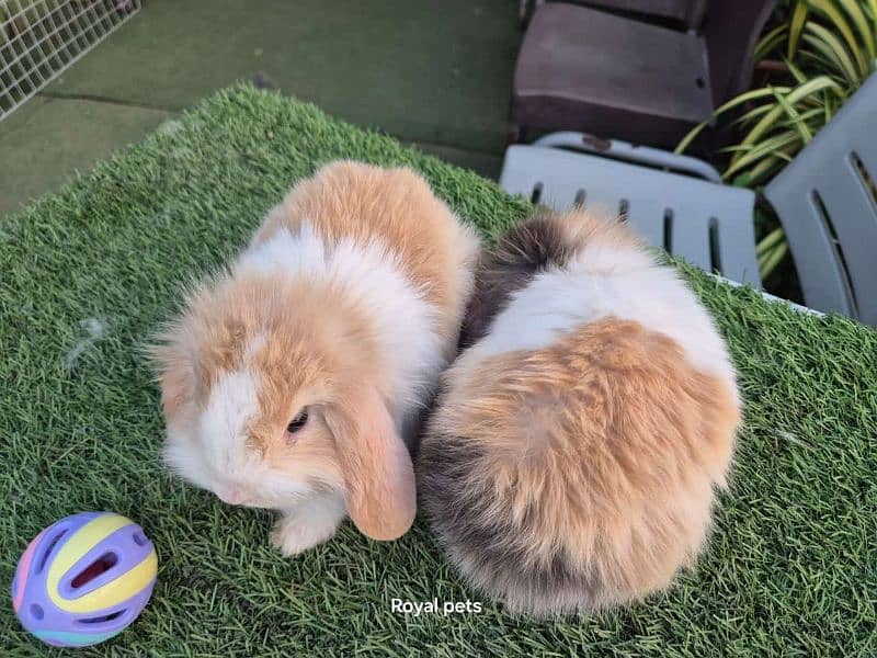 rabbit urgent for sale my WhatsApp number 03417057463 0