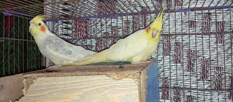 sell Cocktail birds pair 3 years+ age 0