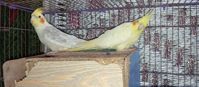 sell Cocktail birds pair 3 years+ age 1