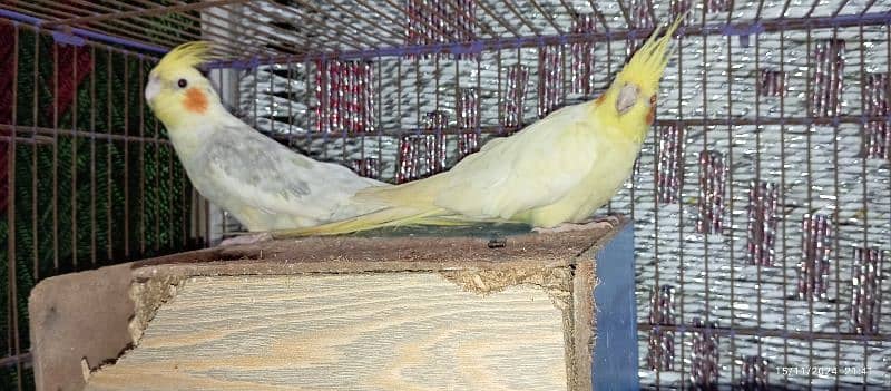 sell Cocktail birds pair 3 years+ age 2