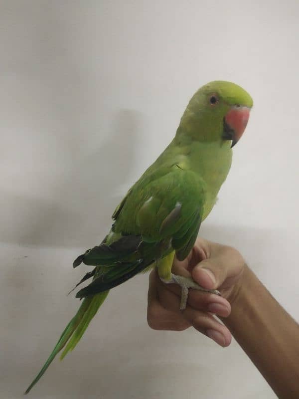 Ringneck pair hand tame 0