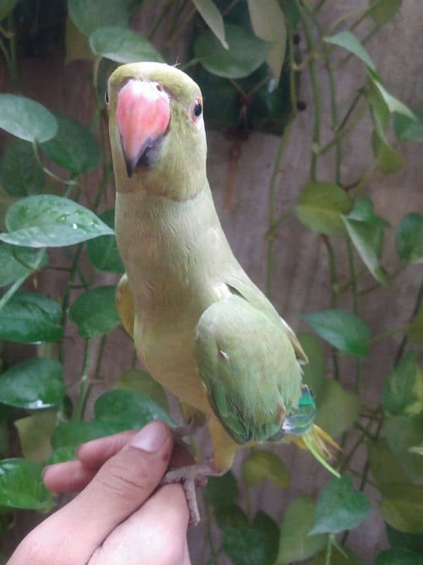 Ringneck pair hand tame 2