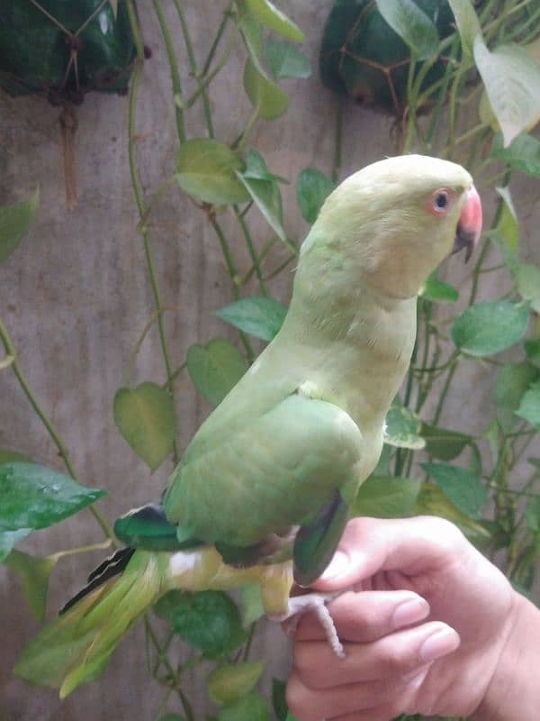 Ringneck pair hand tame 3