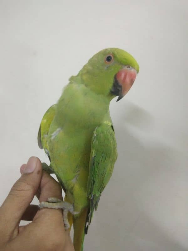 Ringneck pair hand tame 4