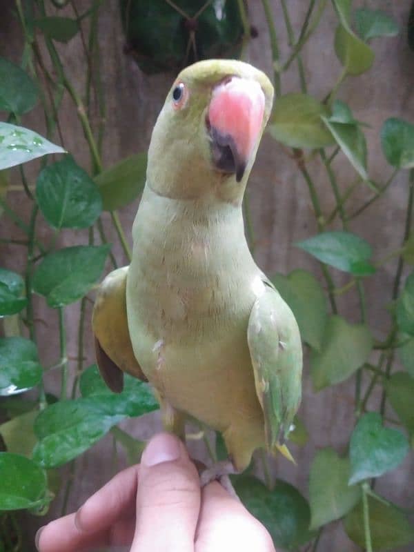 Ringneck pair hand tame 5