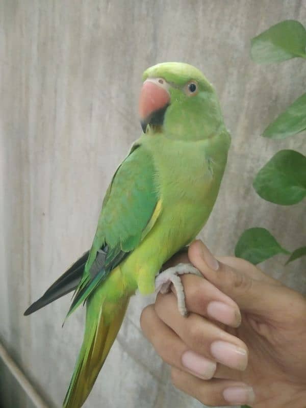 Ringneck pair hand tame 7