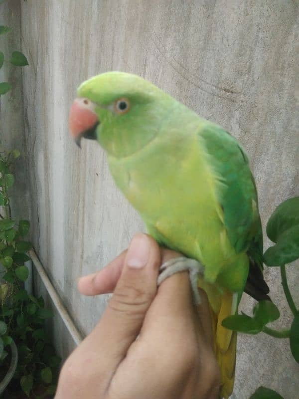 Ringneck pair hand tame 8