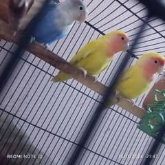 2 love bird Pair for sale urgently lutino Red eyes