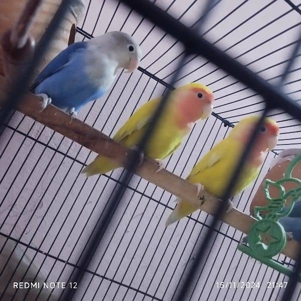 2 love bird Pair for sale urgently lutino Red eyes 1