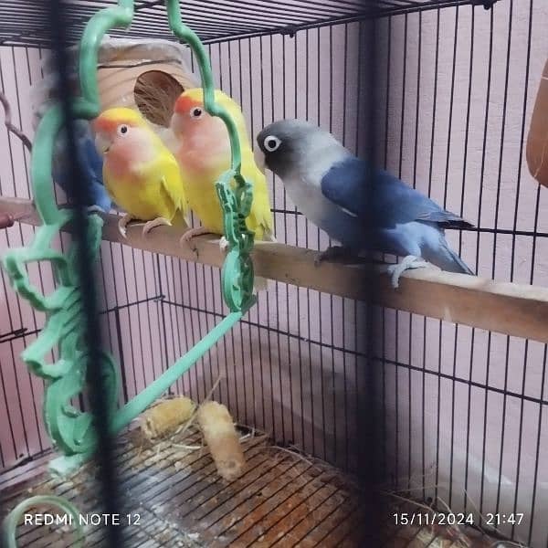 2 love bird Pair for sale urgently lutino Red eyes 2