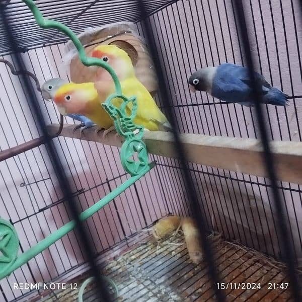 2 love bird Pair for sale urgently lutino Red eyes 3