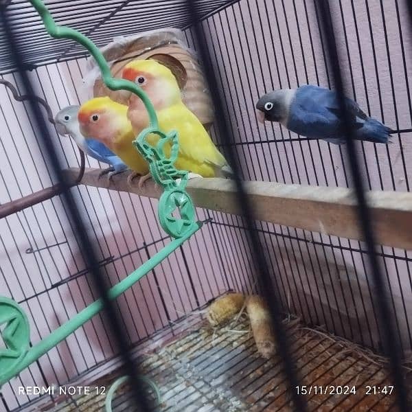 2 love bird Pair for sale urgently lutino Red eyes 4