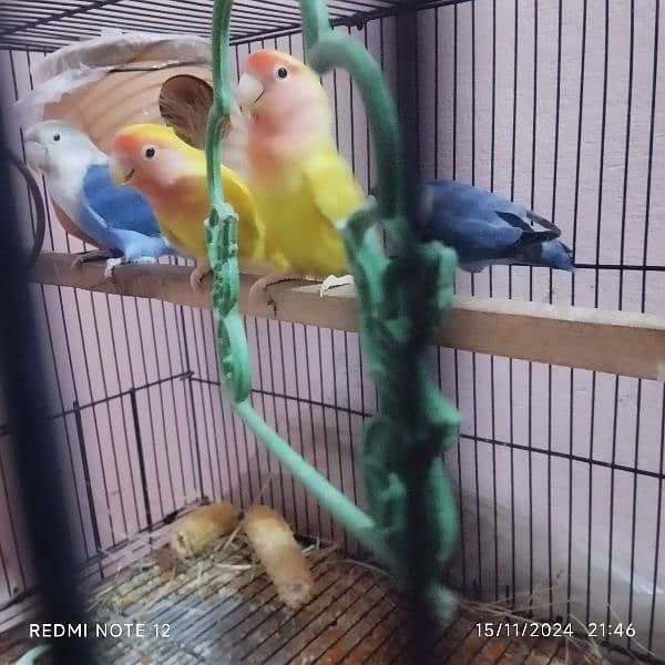 2 love bird Pair for sale urgently lutino Red eyes 5