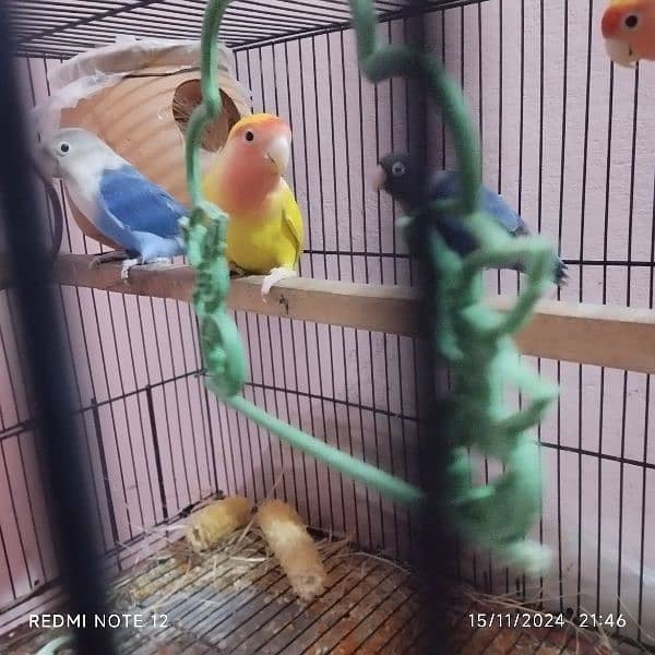 2 love bird Pair for sale urgently lutino Red eyes 6