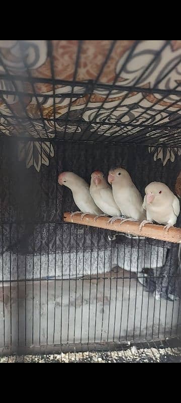 lovebirds albino 03132738282 0