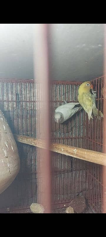 lovebirds albino 03132738282 1