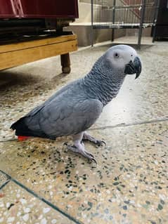 African grey Non DNA Male