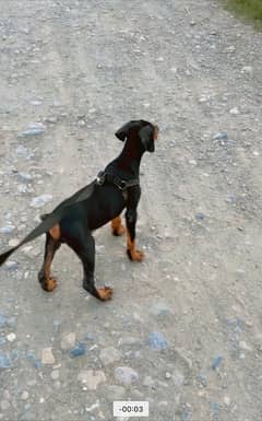 doberman