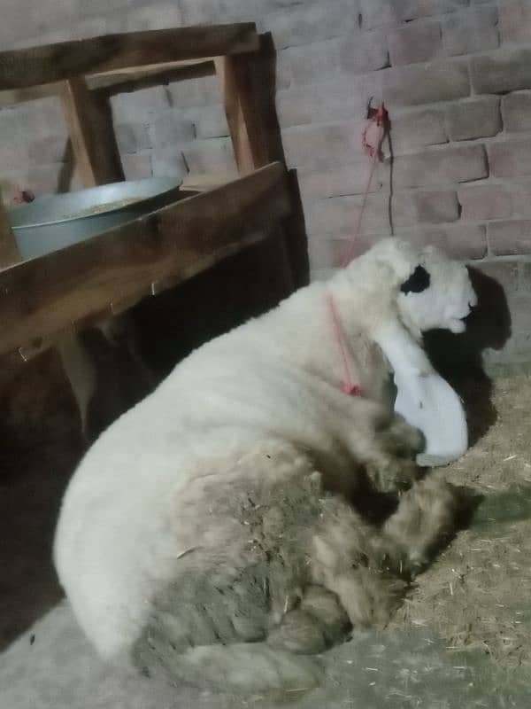 2Pure kajle chatre for sale 0