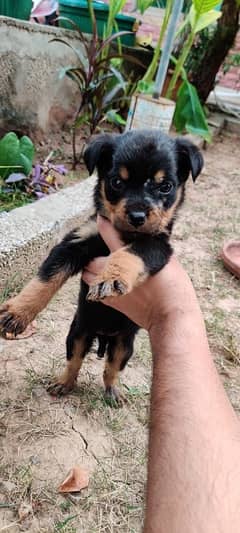 100% pure Rottweiler  female puppy