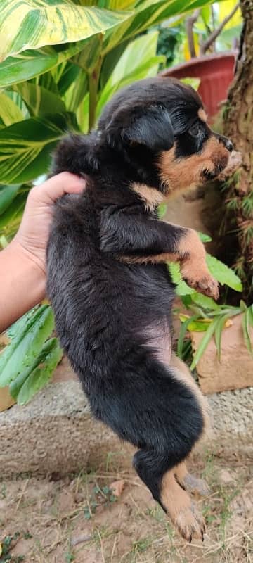 100% pure Rottweiler  female puppy 1