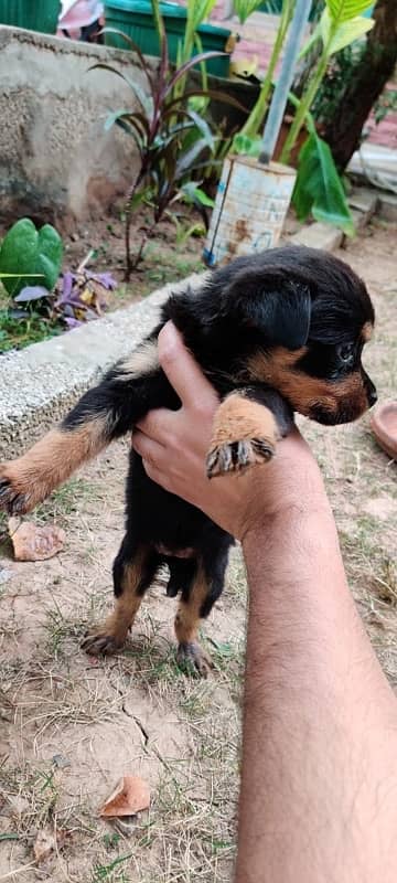 100% pure Rottweiler  female puppy 2