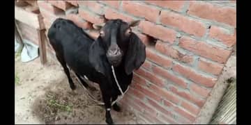 dogli daisy bakri with two female kids