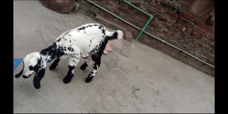 dogli daisy bakri with two female kids 1