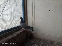 Pigeons