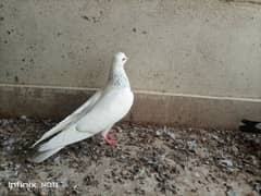 Pigeons for sell 500per